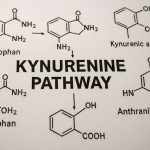 Kynurenine Pathway Metabolites: Unlocking the Hidden Drivers of Neurobiology